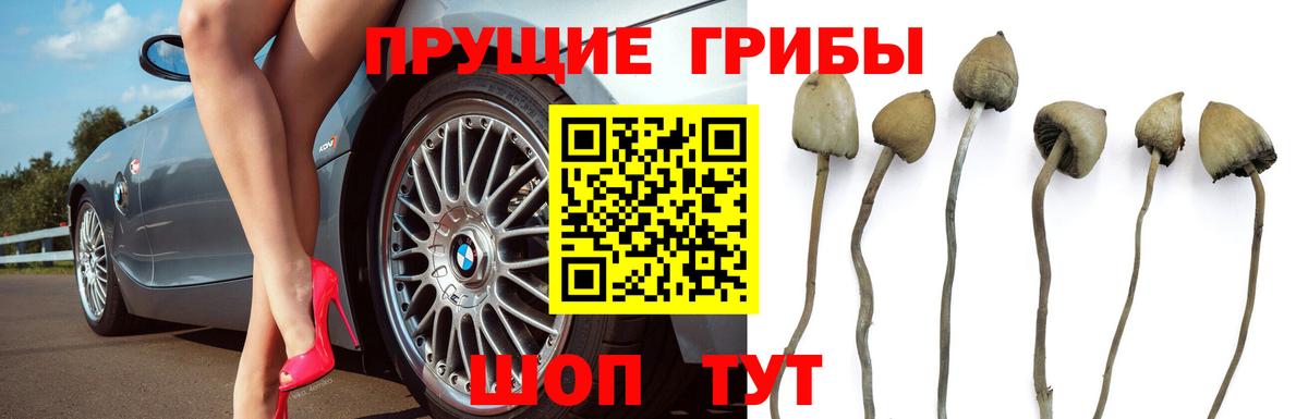 Галлюциногенные грибы GOLDEN TEACHER Бахчисарай